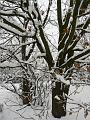 Snow, Blackheath P1070044